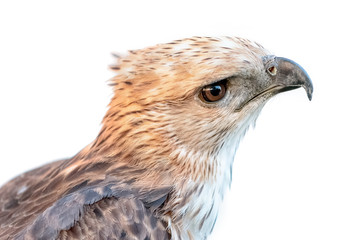 Changeable Hawk Eagle (Nisaetus limnaeetus)