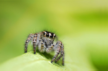 Little jumping spider waiting for the victim on a leaf

