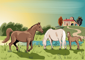 horse; mare; foal; stallion; breeding; mammal; pasture; graze; grass; farm; lake; water; run
