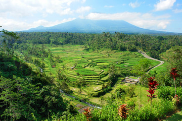 Rice fields on Bali island  at the foot of the Kintamani volcano, Indonesia
