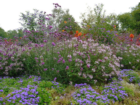 Blumen Stauden 