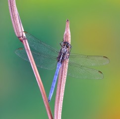 Dragonfly Orthetrum chrysostigma (male) on a plant