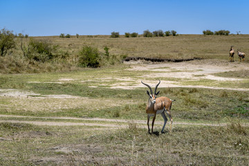 impala