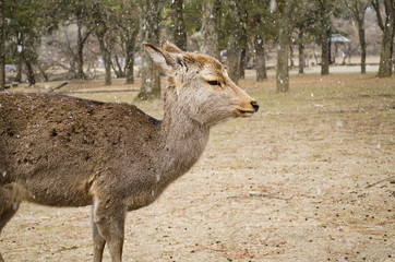 Sika Deer