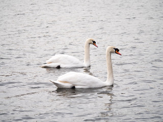a pair of mute swans swimming