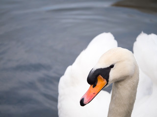 Obraz premium A mute swan showing its plumage