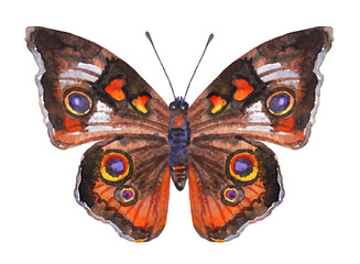Obraz premium Orange-brown butterfly, watercolor illustration on a white background.