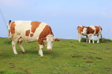 Fototapeta na wymiar Kühe auf einer Weide auf einer Alm