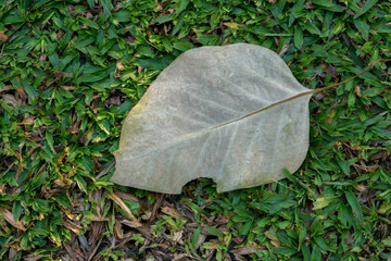Dry leaf on green grasses field in public park.