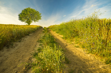 Fototapeta na wymiar rural landscape, field, access field path