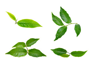 Fototapeta premium Green tea leaf isolated on white background