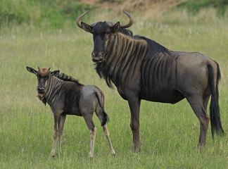 Mother and baby Gnu