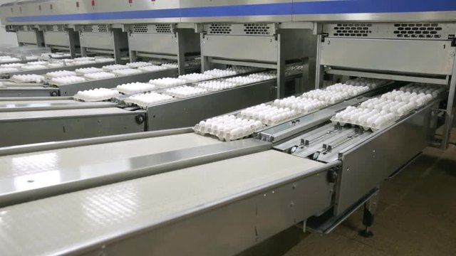 egg production in a modern factory