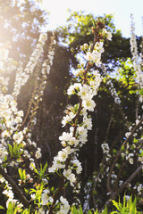 white prunus cerasoides blossom [sakura thailand] old film colors tone. soft-focus and over  light
