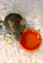 Little gray mouse sitting around a bowl of water, drinking water