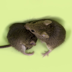 Two cute little gray mouse buried their muzzles into each other on a green background