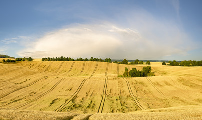 Fototapeta na wymiar field of ripe wheat ready for harvest