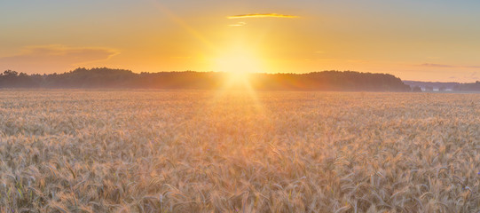 sunset over a field of ripe wheat