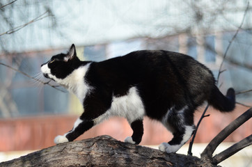 Black and white cat hunting in a tree