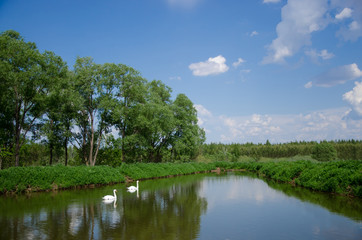 Fototapeta na wymiar Beautiful landscape with lake and swans