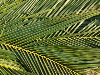 Abstract background palm trees leaves striped  green rattan close up.