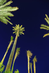 Palm Trees at Ngiht