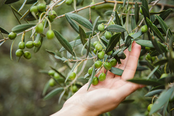 Hand picking olives