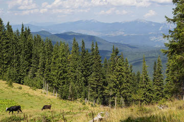 Cows on meadow with mountains range and blue cloudy sky background landscape