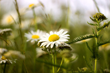 Beautiful nature scene with blooming daisies in the sun.