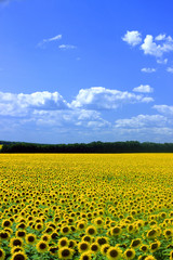 
 Save
Download Preview
field of sunflowers and blue sun sky.