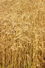 Ripe golden wheat ears in the field before harvest.