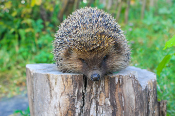 Hedgehog on the log