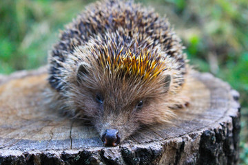 Hedgehog on the log