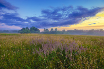 beautiful, colorful morning on a spring meadow
