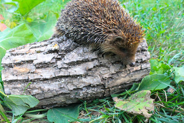 Hedgehog on the log