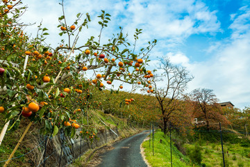 Fototapeta na wymiar 柿畑