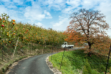 Obraz premium 柿畑