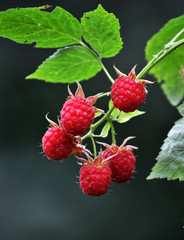 Red ripe raspberry fruit cluster with leaves on the bush
