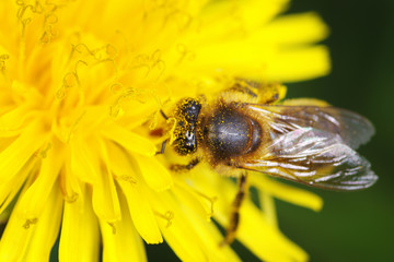 bee on dandelion