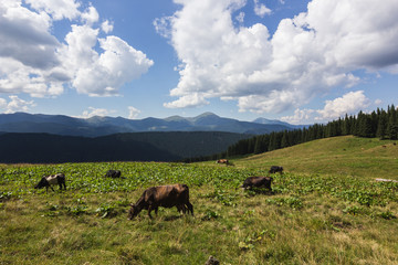 Fototapeta na wymiar Cows on meadow with mountains range and blue cloudy sky background landscape
