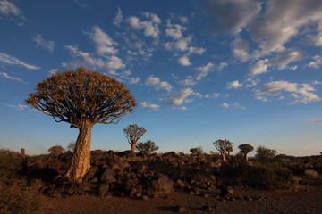 Namibia quiver tree forest 