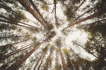 Beautiful trees on sky background
