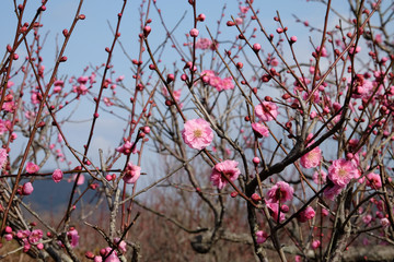 早咲きの梅の花