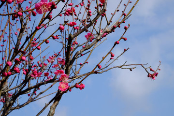 早咲きの梅の花