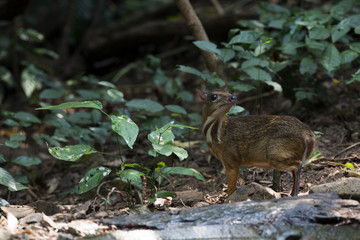 Chevrotain, Lesser Oriental Chevrotain feeding in the forest, In national park of Thailand