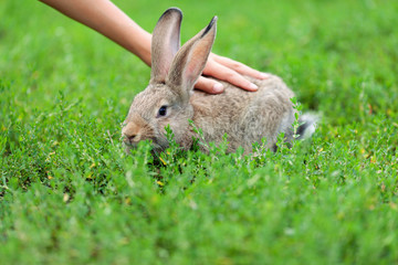 Portrait of little rabbit on green grass background