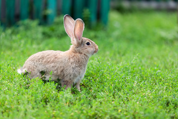 Portrait of little rabbit on green grass background