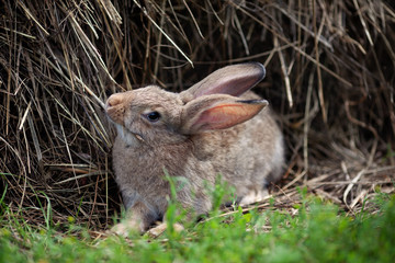 Portrait of little rabbit on green grass background