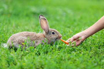 Portrait of little rabbit on green grass background