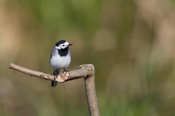 Portrait of white wagtail (Motacilla alba alba)